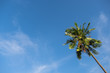 Uprisen angle of beautiful high alone coconut tree with blue sky. copy space and Image