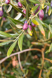 Fototapeta Storczyk - Picual olives growing in olive tree