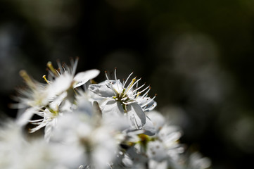 blooming of white plum flowers on natural background