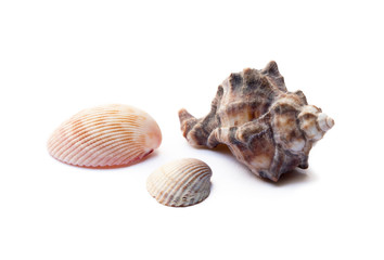 Sticker - Exotic sea shells isolated on white background