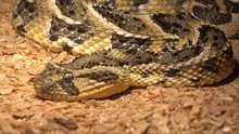 Odessa, Ukraine - 24th Of June, 2017: 4K At The Exhibition Of Dangerous Snakes - Close Up Glance Of Puff Adder