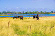 Poel Pferde - horses in the pasture on the island of Poel
