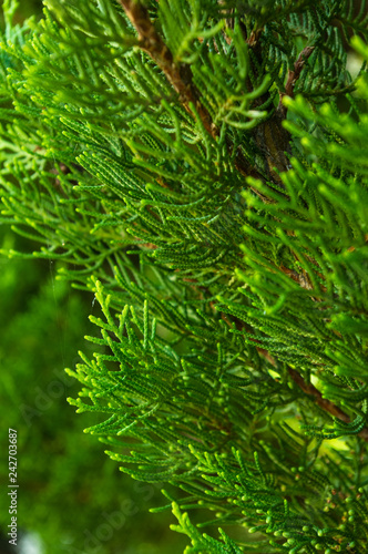 Foto Incense cedar tree Calocedrus decurrens branch close up.