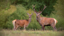 Red Deer, Cervus Elpahus, Couple In Autum During Mating Season. Male And Female Of Wild Animals In Natural Environment. Love Between Animals.