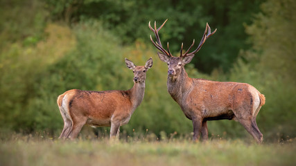 red deer, cervus elpahus, couple in autum during mating season. male and female of wild animals in n