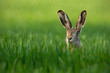 Lepus. Wild European Hare, Lepus Europaeus, Close-Up On Green Background. Wild Brown Hare With Yellow Eyes, Sitting On The Green Grass Under The Sun. Muzzle Of European Brown Hare Among Green Wheat