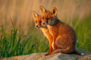 Red fox, vulpes vulpes, small young cubs near den curiously weatching around. Cute little wild predators in natural environment. Brotherhood of animlas in wilderness.