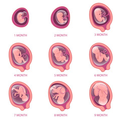 Infographics about pregnancy. Embryo development for nine months. Isolated illustrations on a white background for education and health