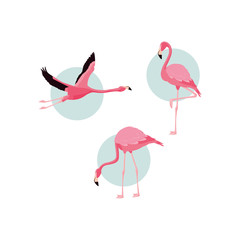 Canvas Print - beautiful flamingos birds flock