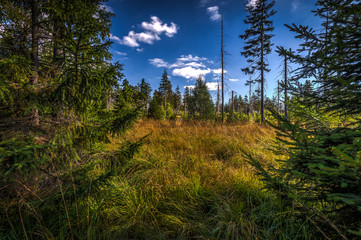 Wall Mural - High grass in green autumn forest near stone labyrinth Bledne skaly, Szczeliniec Wielki in National Park Stolowe Mountains, Poland 