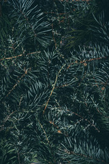 Poster - Natural coniferous plant texture. Green branches of spruce, juniper and fir trees