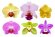Different Exotic Orchid Flowers Isolated on White Background