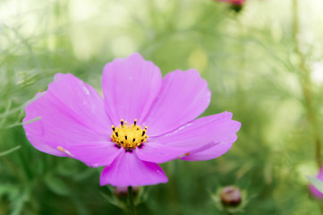 cosmos daisy flowers in the garden day natural vintage