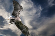 Eagle, king of the sky