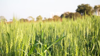 Poster - Light Breeze in the wheat field, healthy growing wheat plant