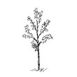 Hand drawn little tree. Vector illustration.