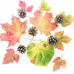  Colourful autumn leaves and pinecones isolated on white background - the colours of fall - seasons of the earth