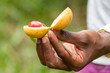 a spice farm worker showing seed pods from a Nutmeg (Myristica fragrans) plant, near stone town, zanzibar, tanzania, africa
