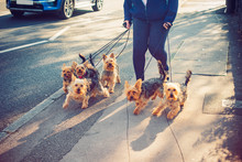Cropped Woman Walking Yorkie, Yorkshire Terrier Dogs On The City Street. Dogs In Movement. Part-time Job. Selective Focus. Copy Space.