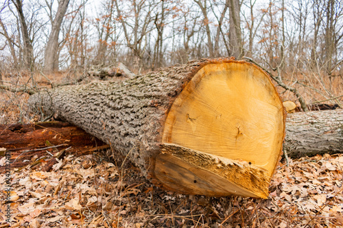 Fotografija Chopped Down Tree Close up in a Forest during Winter