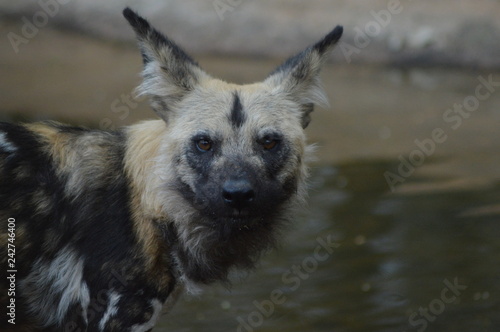 Fotografía Portrait of an African wild dog in Kruger national park