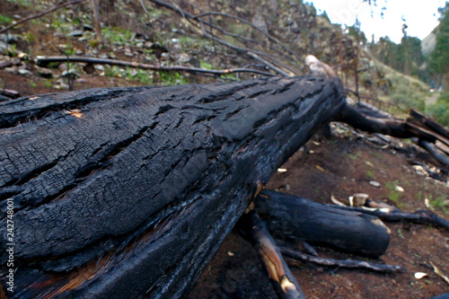 Fotografiet Cutting and burning of eucalyptus trees cut and thrown on the road, a destructiv