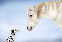  Dalmatian Dog And White Horse Best Friends Beautiful Winter Portrait Magic Look