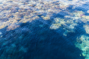 Wall Mural - Pure clear water of coral reef in the Red Sea. Rest in Sharm el Sheikh, Egypt