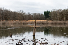 Tree Branch Sticking Out Of A Pond In A Forest During Winter In Suburban Willow Springs Illinois