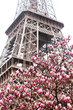 Eiffel tower in blooming magnolia trees, Paris in spring, France