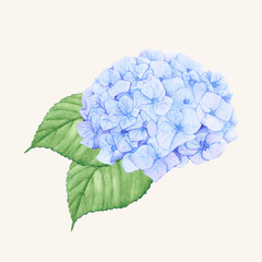 Sticker - Hand drawn hydrangea flower isolated