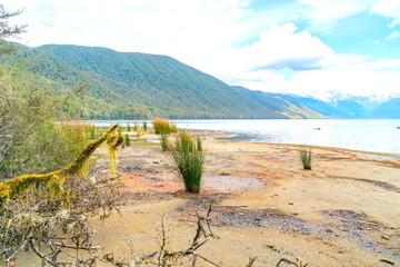 Poster - Lake edge with reeds, and bush