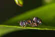 hoverflies mating on green leaf