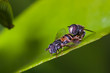 hoverflies mating on green leaf
