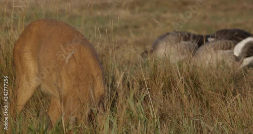 Tela roe deer on a meadow with common cranes