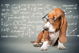 Fototapeta Psy - Basset Hound Using a Laptop Computer and Wearing Glasses