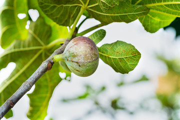 Wall Mural - Ripped fig on the tree