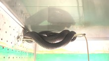 Odessa, Ukraine - 24th Of June, 2017: 4K At The Exhibition Of Dangerous Snakes - Desert Black Snake Resting On A Wire