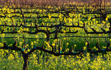 Yellow Rows - Bright Yellow Blossoms Signal The Arrival Of Mustard Season. Sonoma County, California, USA
