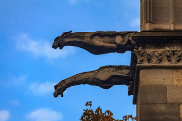 Wall Mural - Gothic gargoyles covered in moss on the facade of the famous Notre Dame de Paris Cathedral in Paris France with rain drops falling falling from their mouth