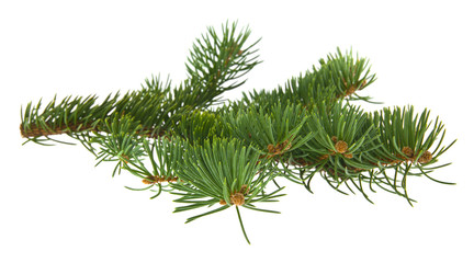 green tree branch isolated on white background