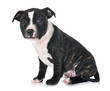 © cynoclub - puppy staffordshire bull terrier