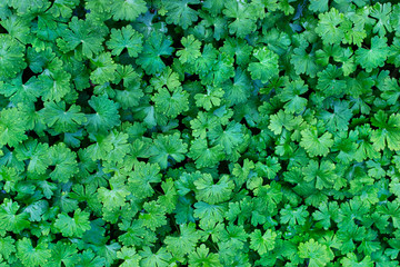 Wall Mural - lush foliage. gardening element. even carpet of green wet leaves.