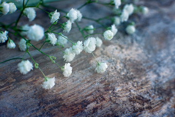 Wall Mural - Gypsophila flowers in soft light. Macro. Branches gypsophila on the stump. Small white flowers in soft light. Design flowers in spring and summer.