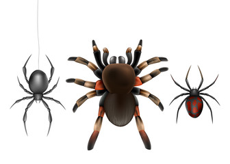 Dangerous for humans, deadly poisonous spiders species realistic vector set isolated on white background. Big hairy tarantula and widow spiders with black and red abdomen hanging on web illustration