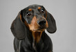 short hair puppy dachshund portrait in gray background