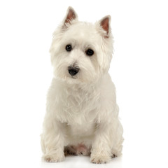 West Highland White Terrier sitting on the white studio floor