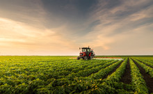 Tractor Spraying Pesticides At  Soy Bean Field