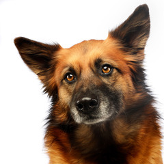  mixed breed dog portrait in studio