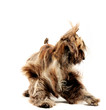 afghan hound dancing in the white studio